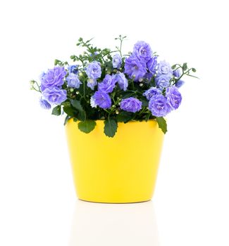 blue Campanula terry flowers, on a white background.