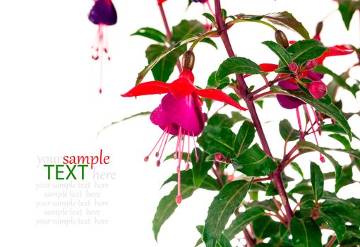 fuchsia flower isolated on white