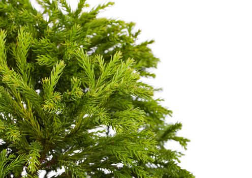 Cryptomeria japonica 'Globosa Nana' (Dwarf Globe Japanese Cedar), isolated on white background