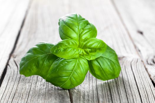 Basil leaves on a wooden table