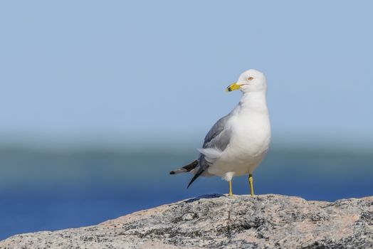 Ring-billed gull perched on a rock in Georgian Bay Ontario Canada