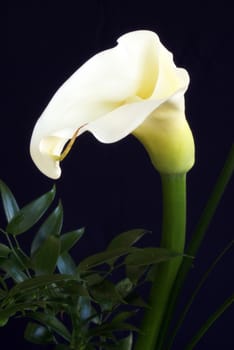 A fine art shot of a nice fresh cala lily flower on a dark background.