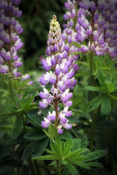 A stylish image of a bunch of purple lupin flowers in full bloom.