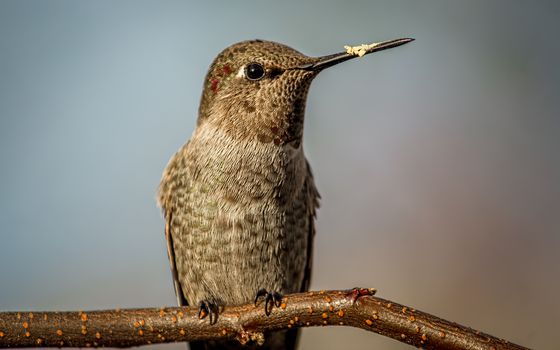 Hummingbird Perched on a Branch, Color image, Northern California, USA.