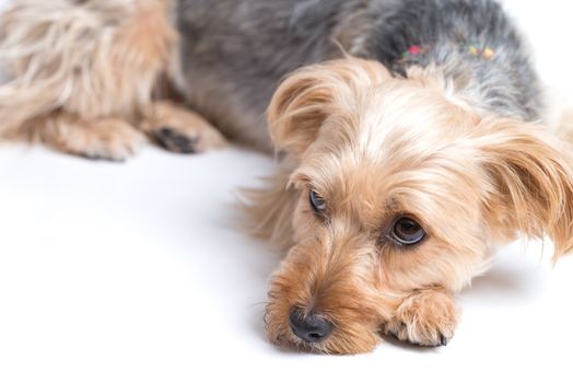 A cute yorkshire terrier lying down relaxed on a white background.