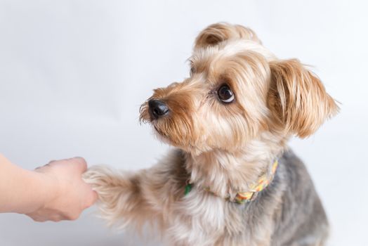 A cute yorkshire terrier wearing a collar giving his paw on a white background.