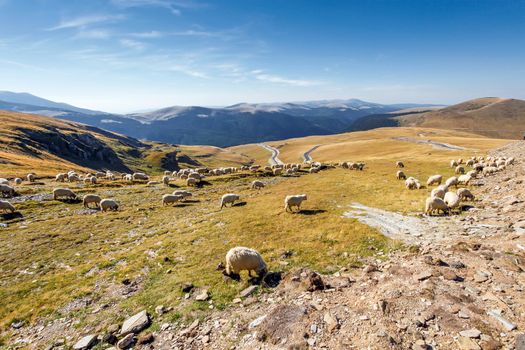 Flock of sheeps eating grass on top of the mountain in Romania