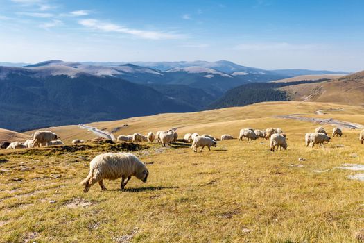 Flock of sheeps eating grass on top of the mountain in Romania