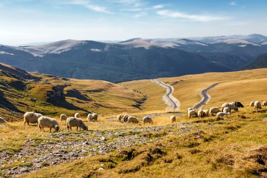 Flock of sheeps eating grass on top of the mountain in Romania