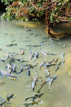 Soro brook carp fish or Neolissochilus stracheyi in nature, Mae Hong Son Province, Thailand