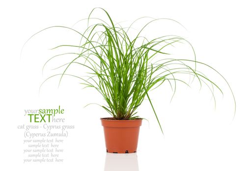 Cyperus zumula, isolated on white background