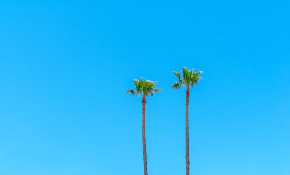 Two palm trees against a blue sky