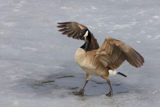 Beautiful cackling goose is walking