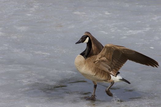 Confident cackling goose is moving somewhere