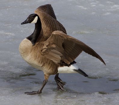 Noble cackling goose is walking on the ice