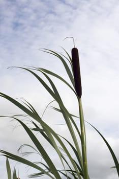 reeds in an irish bog in county Kerry