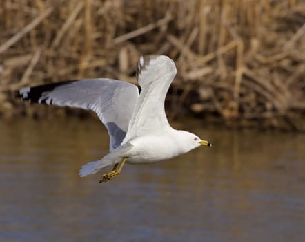 The gull's calm fly 