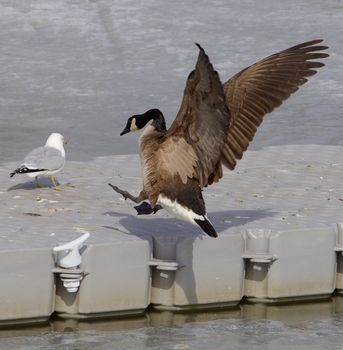 The jump of a goose from the ice