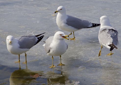 The captain from the gulls is giving instructions