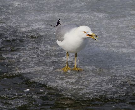 The gull is ready to scream