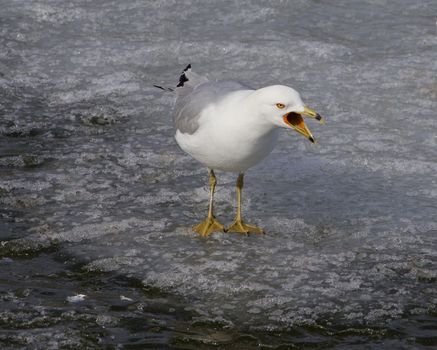 The loud scream of an angry gull