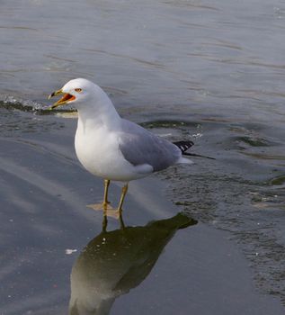 The screaming ring-billed gull is staying on the edge of the ice