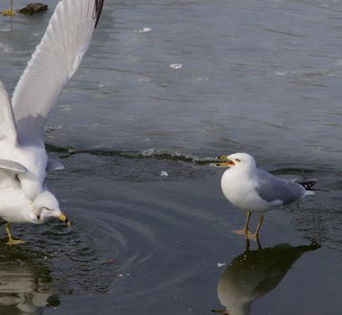 The unexpected fight of two gulls