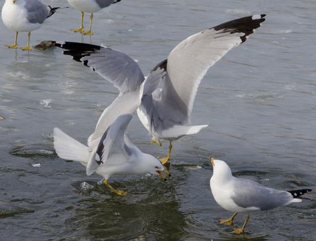 The winner of a gulls fight