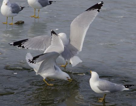 The gulls after the fight