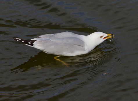 The gull is gulping the water