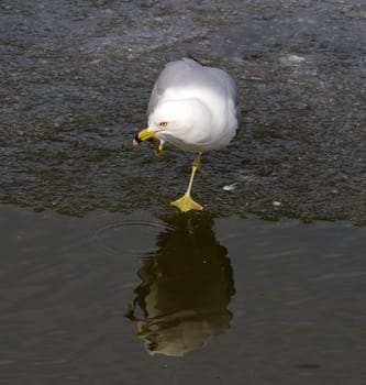 The gull is thinking