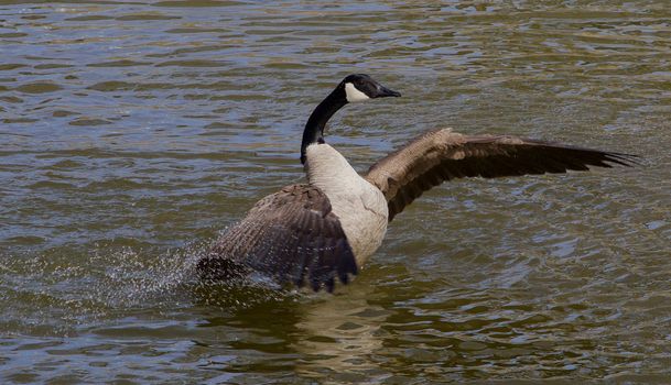 The powerful swimming of the goose with a lot of splashes