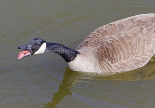 Angry cackling goose