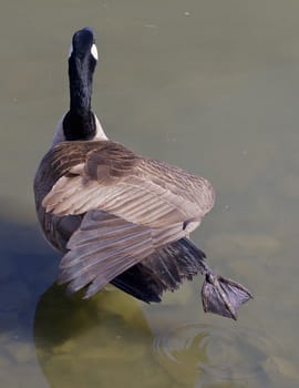 An unordinary pose of a cackling goose