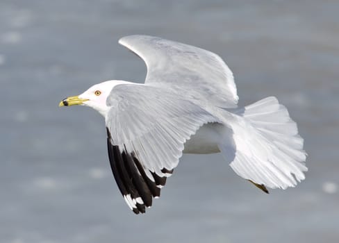 The ring-billed gull is flying