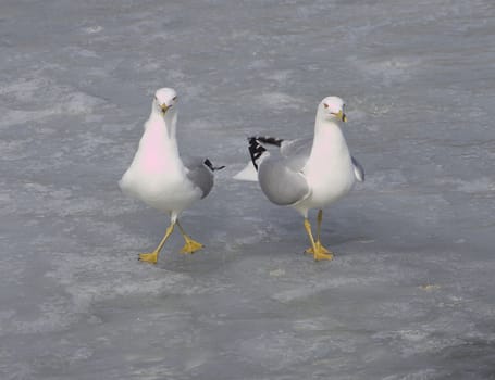 The funny pair of ring-billed gulls