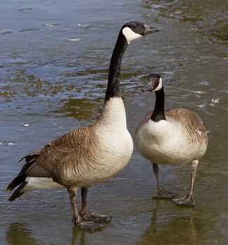 The young pair of geese