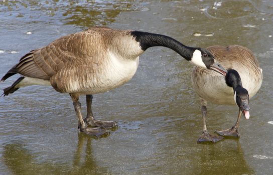 Strange love ralationship of a pair of a geese