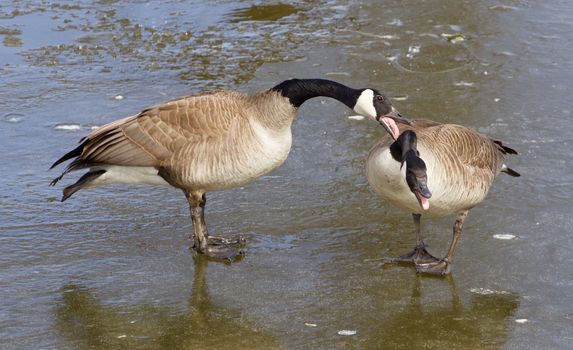 Crazy lovers. Pair of the geese show their relationships