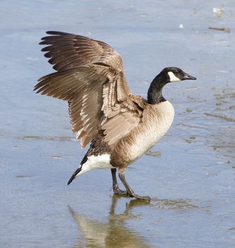 Beautiful cackling goose spreads his wings