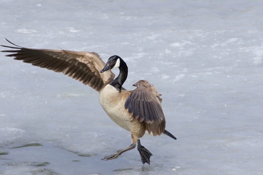 The beautiful jump of a cackling goose. Beautiful background 