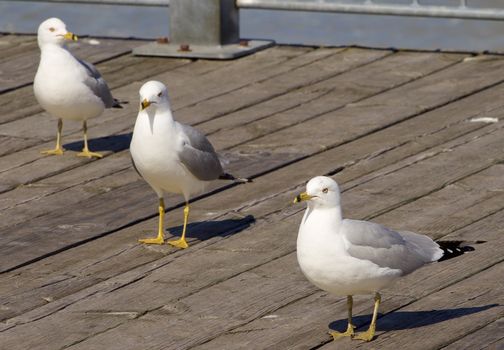 Three gulls are standing in row