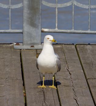 The freezed uncertain gull