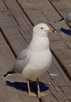 The gull is waiting for something