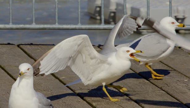 The gulls expression