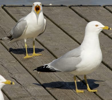 Angry gull is screaming