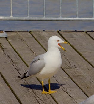 Pure amazement of a funny gull