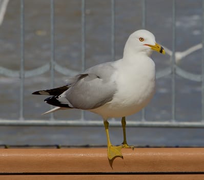 Beautiful gull