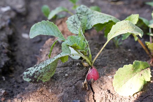 Organic red radish grows in the ground