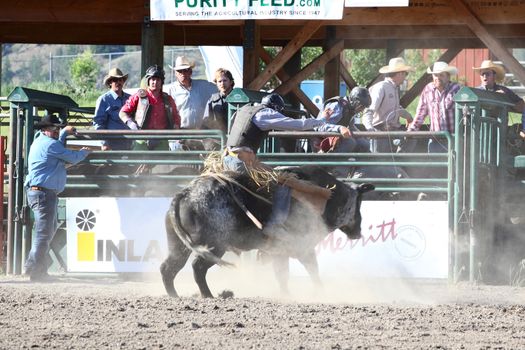 MERRITT; B.C. CANADA - May 30; 2015: Bull rider riding in the first round of The 3rd Annual Ty Pozzobon Invitational PBR Event.